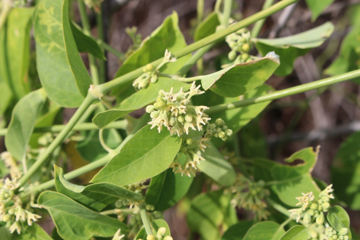 Leptadenia reticulata (Retz.) Wight & Arn